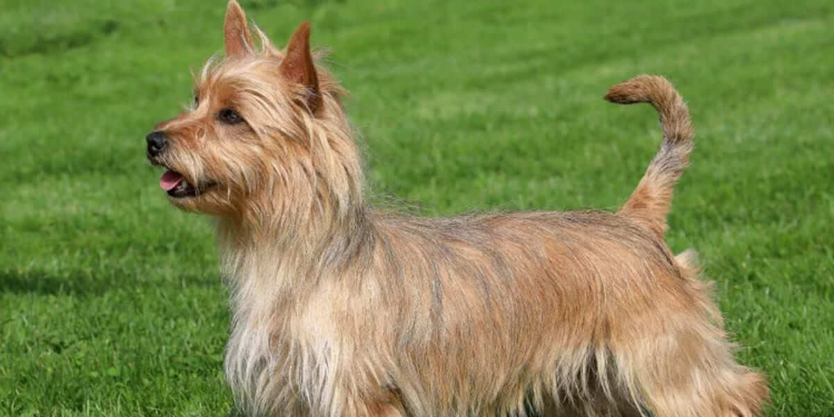 Австралійський тер'єр