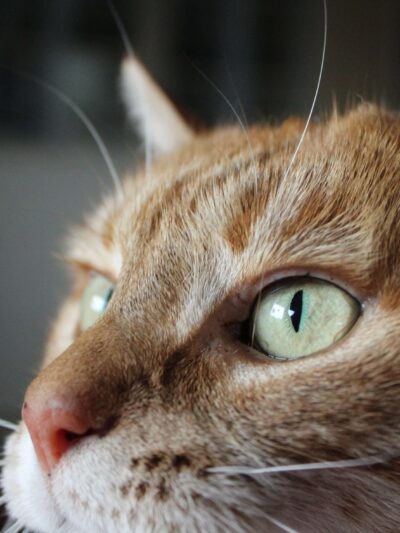 КОТИ