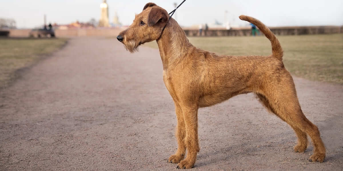 Ірландський тер'єр