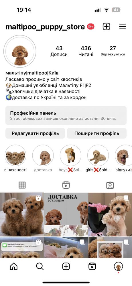 Два неймовірні братики мальтіпу