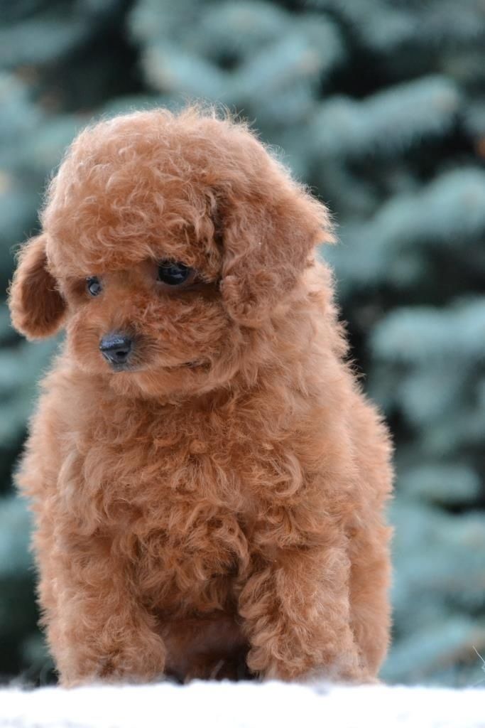 Шикарний хлопчик