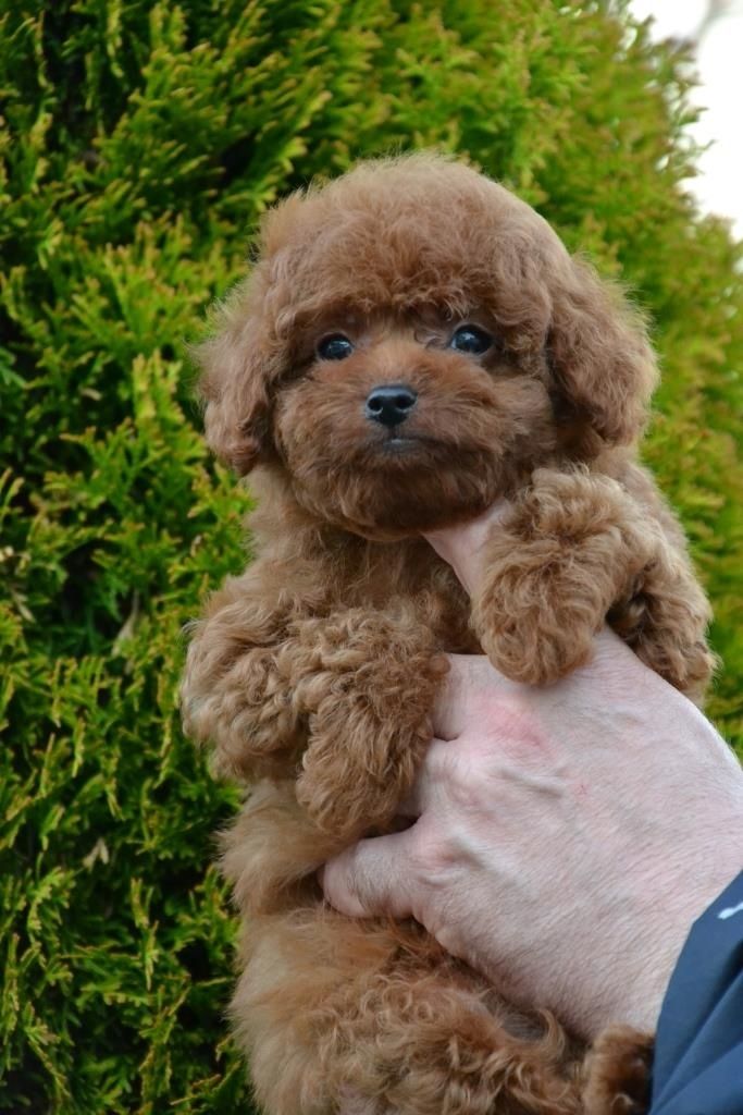 Шикарний хлопчик
