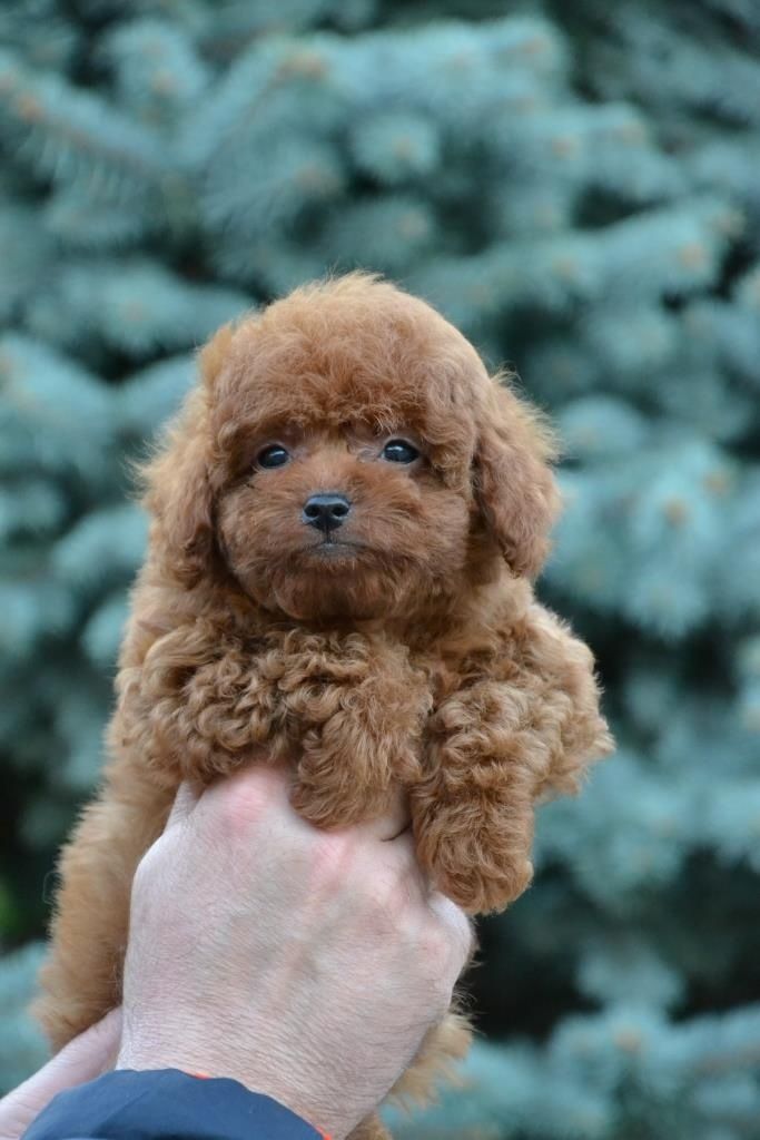 Шикарний хлопчик