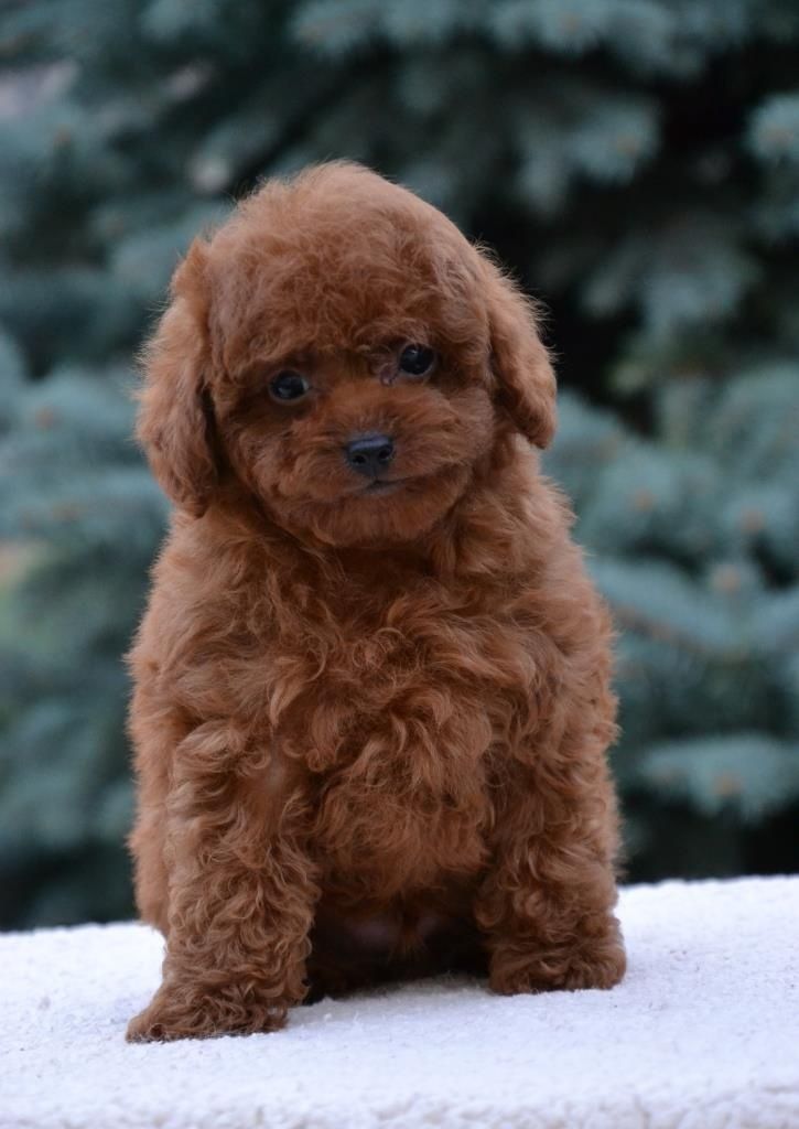 Шикарний хлопчик