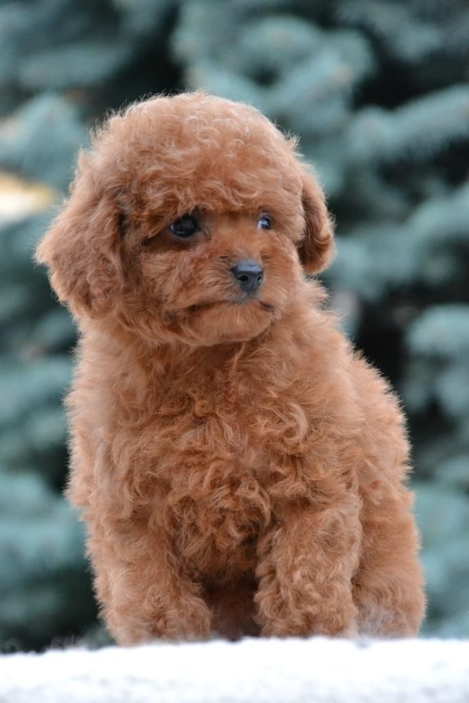 Шикарний хлопчик