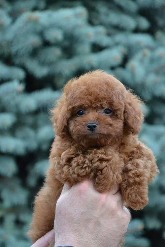 Шикарний хлопчик