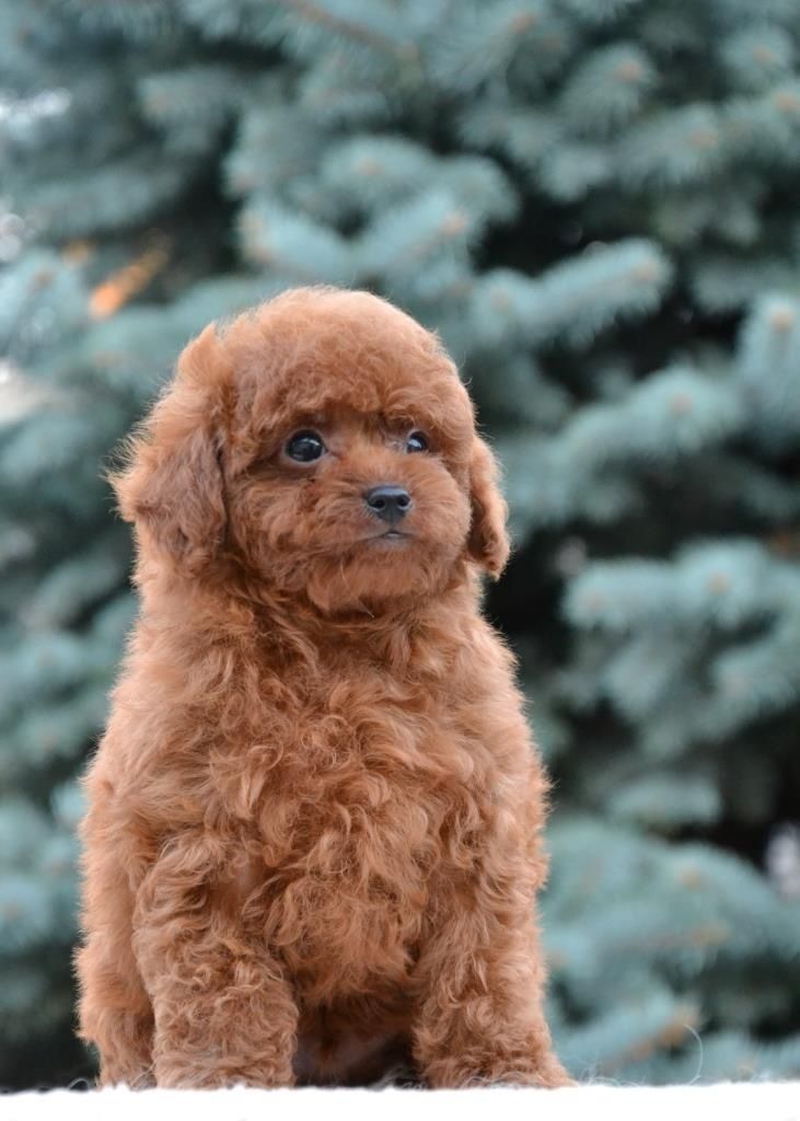 Шикарний хлопчик