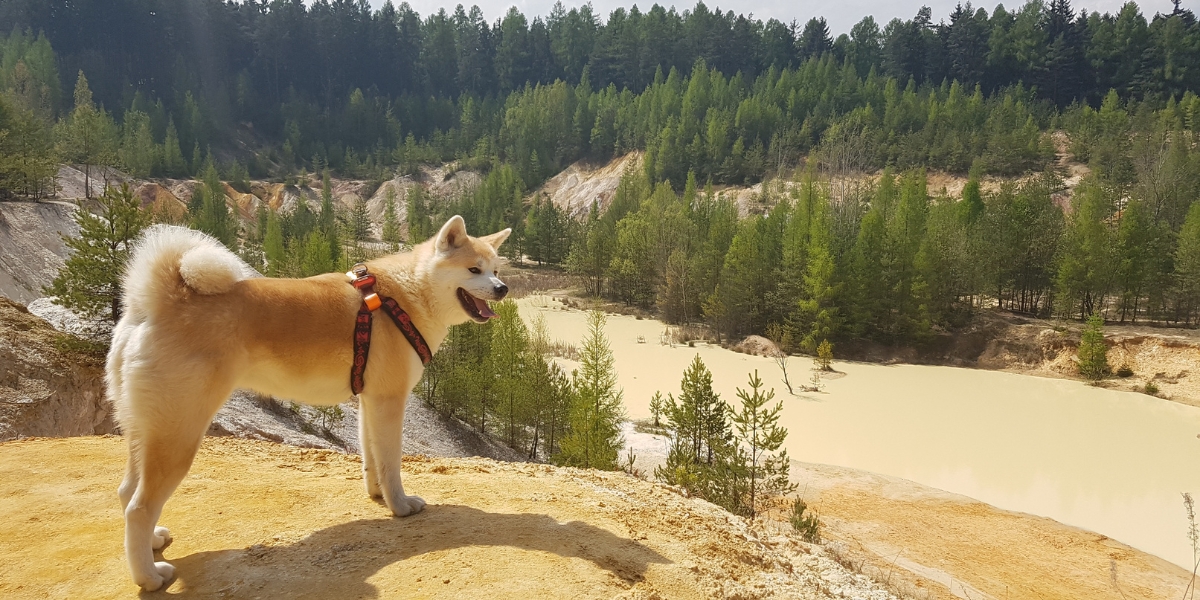 Акіта іну